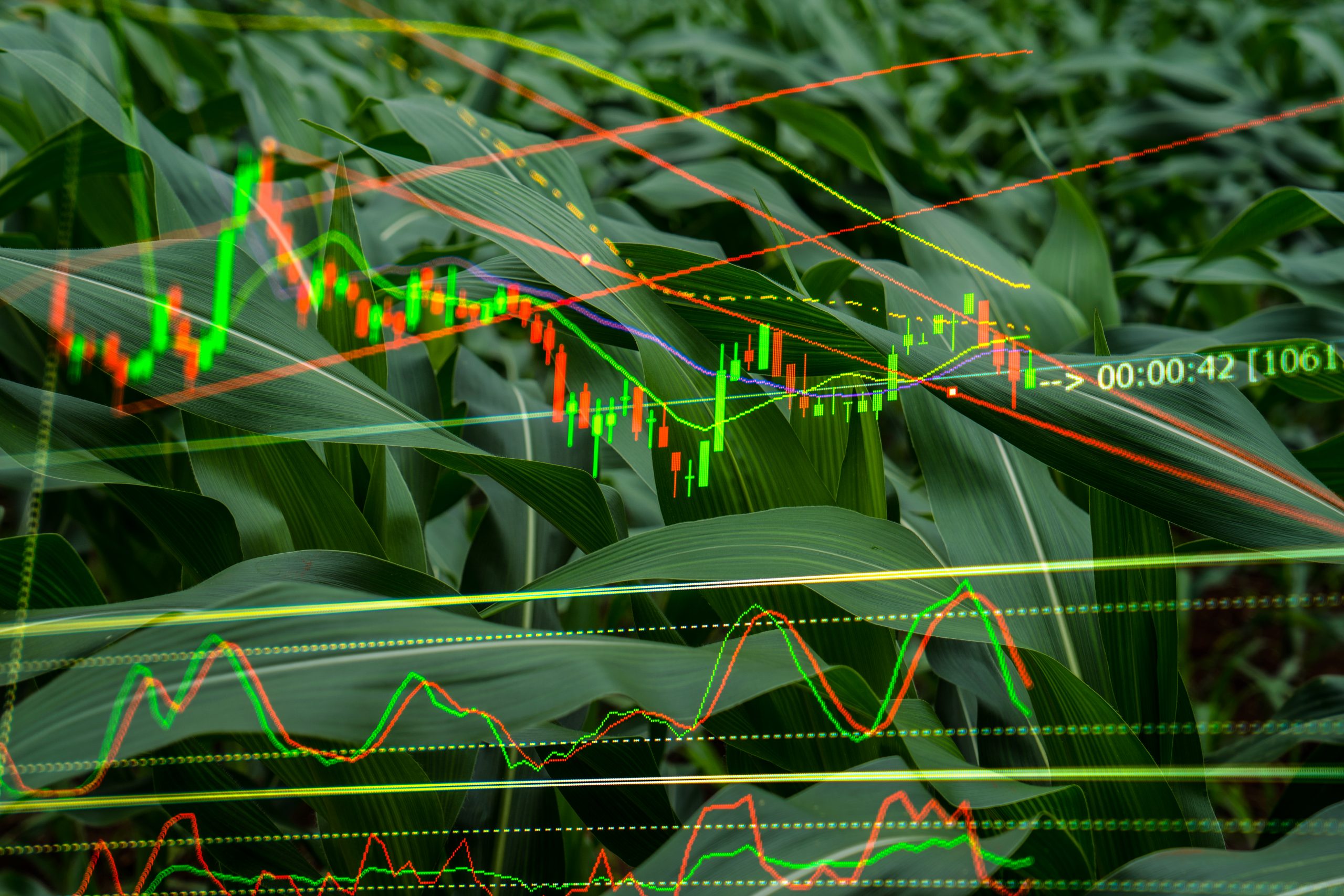 Financial data overlaid onto an image of corn crops