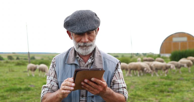 Farmer using iPad technology in a field of sheep