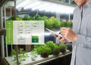 A farmer makes notes on a tablet while analysing the health and growth status of plants in a vertical farm.