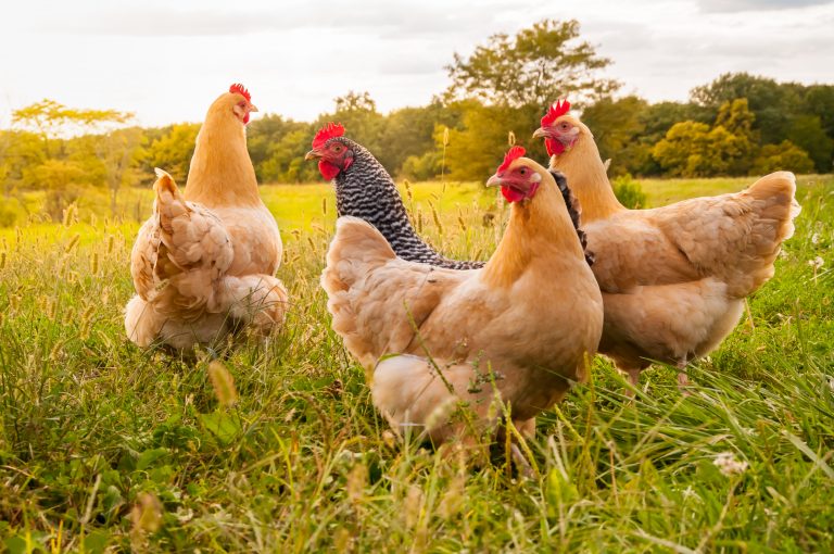 Freerange chickens in a field.