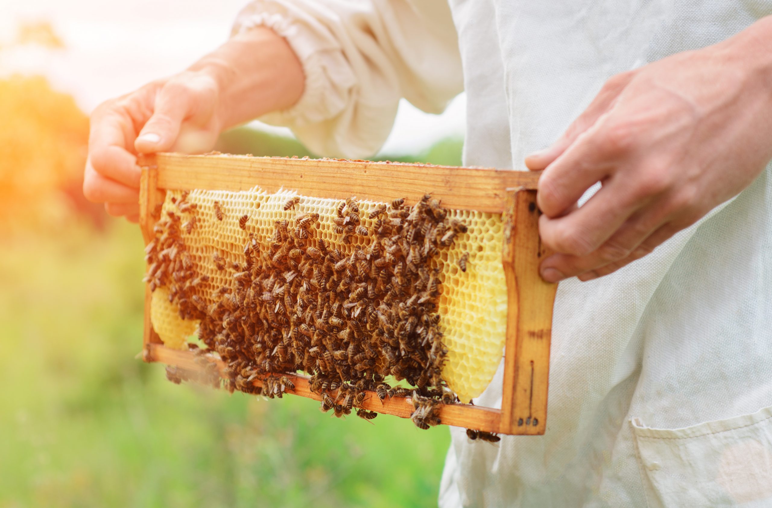 Bee-keeper holds a honeycomb covered in bees.